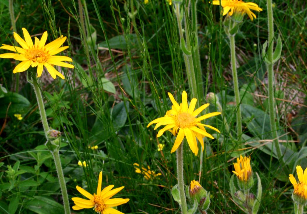 arnica-montana-une-plante-aux-multiples-bienfaits-cutan-s