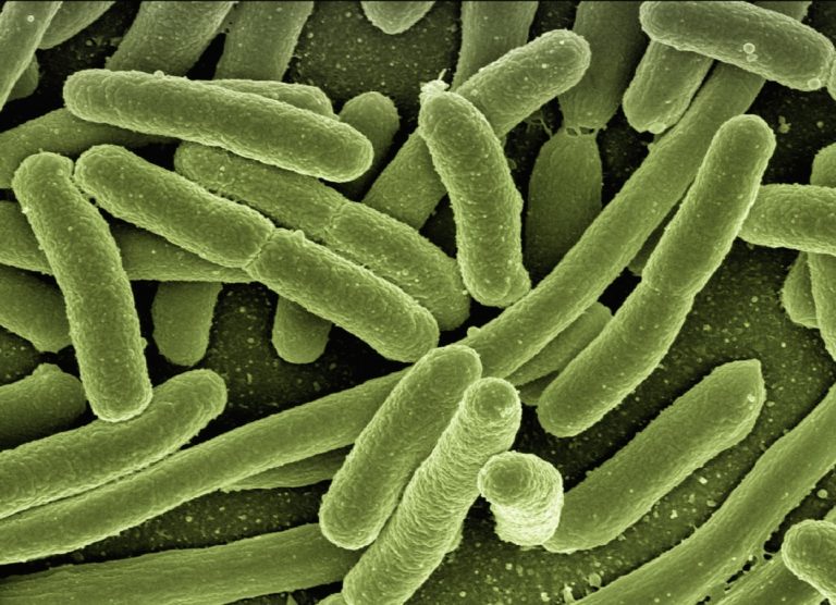 « Superbactéries » : Une nouvelle crise sanitaire mondiale ?