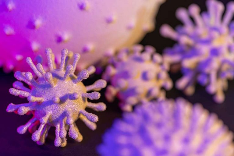 Les virus pathogènes les plus susceptibles d’être transmis des animaux aux humains