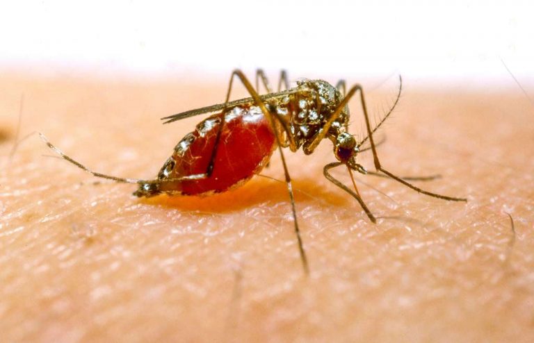 Nouveau Vaccin anti-paludisme