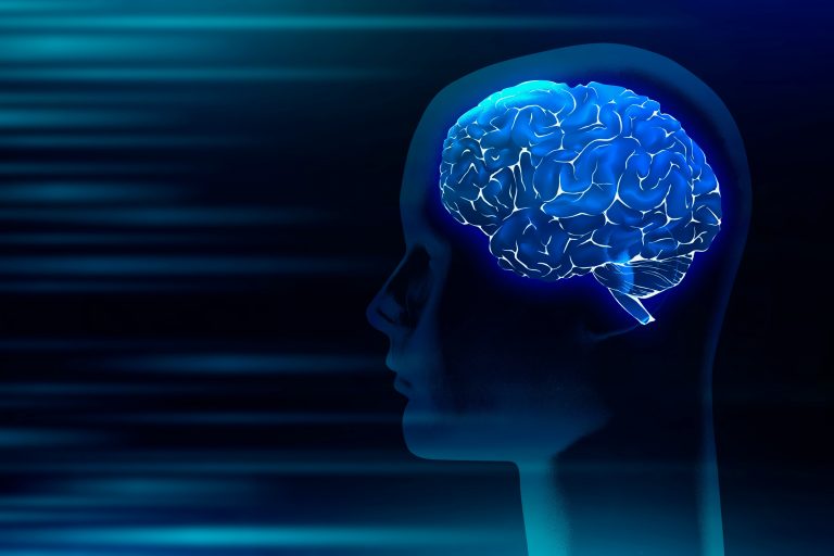 L’efficacité des réseaux d’IA basés sur la connectivité du cerveau