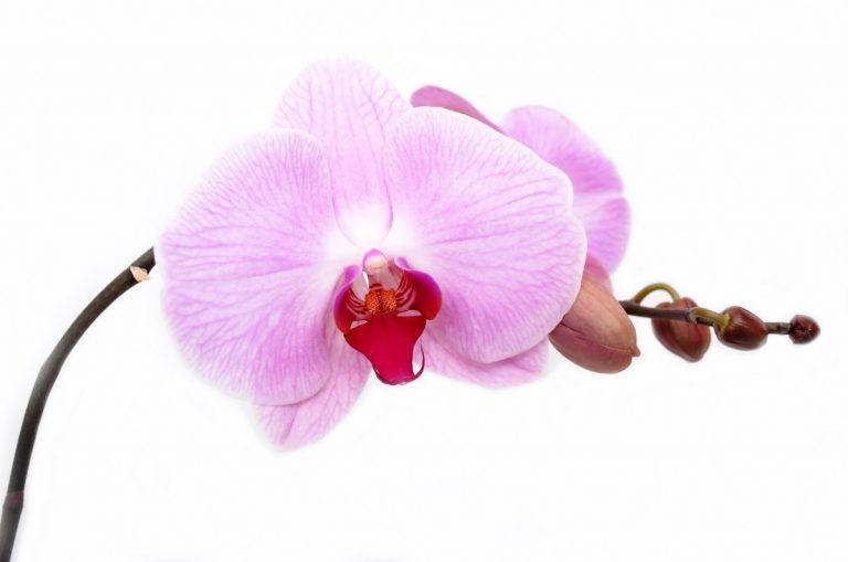 Un composé extrait d’une orchidée pourrait constituer une option thérapeutique potentielle pour le cancer de la prostate
