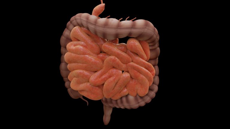 Nouveau protocole de transplantation de structures cellulaires 3D pour régénérer les tissus intestinaux endommagés