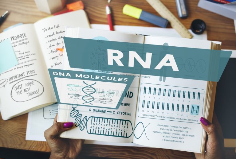 L’ARN messager et la régénération des os sans effets secondaires