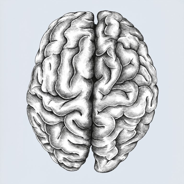 Une nouvelle technique unique d’imagerie cérébrale