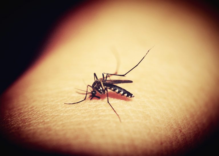 Une nouvelle solution technologique pour repérer les moustiques vecteurs de maladies